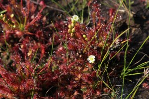 Drosera intermedia (3) (1200 x 800)